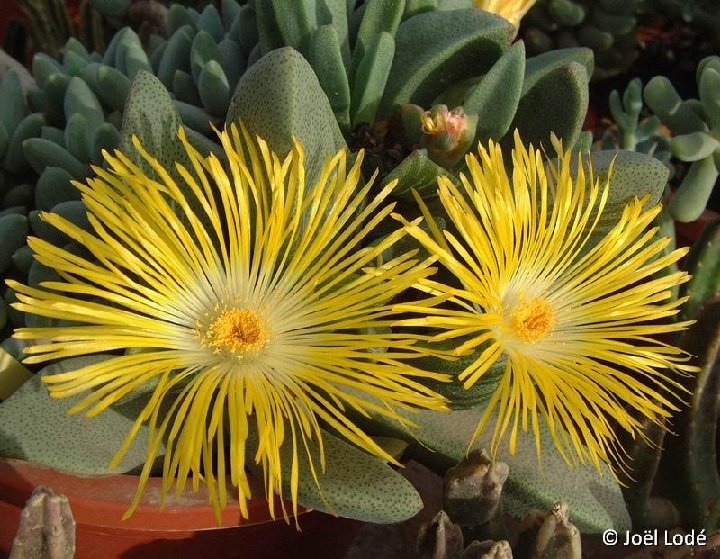 Pleiospilos compactus subsp. canus (magnipunctatus) ©JLcoll.3868